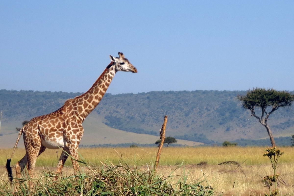6 Days Classic Signature Magical Kenya Safari